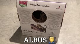 Albus the Bengal Cat finds himself in a tight situation