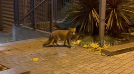 Elegant central London fox munches on discarded chicken bone at night
