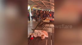 Massive monitor lizard eats leftover lunch on picnic table in front of shocked students