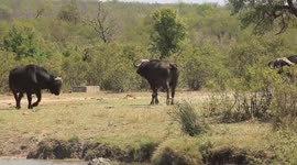A trio of male buffaloes clashed head on simultaneously as they tried to impress a female nearby