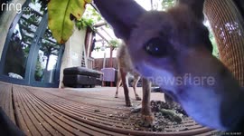 Man speaks through doorbell camera to ward off fox chomping on his garden plants