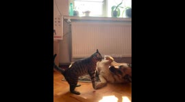 Friendship between a cat and a German shepherd. A cat with an attacking game and a German shepherd with strong nerves