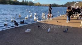 People ignore bird flu warning and feed animals at London's Hyde Park despite spike in deaths