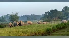 Herd of elephants spreads panic, strays crop field in northeastern India