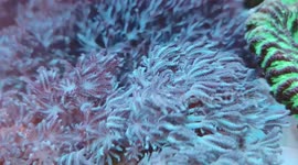 Very nice overview of beautiful corals in a marine reef tank