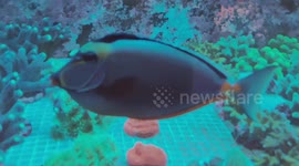 Naso Literatus is the most beautiful Marine fish for you reef aquarium