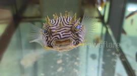 isn't he sweet ? This beautiful Chilomycterus Schoepfi swims in our reef tank