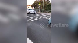 An echidna was filmed casually using a zebra crossing - while traffic waited patiently.
