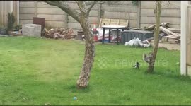 City is invaded by 'vicious' MAGPIES which have been attacking local wildlife and pets