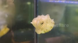 What a nice boxfish the 'Lactoria Cornuta' for your reef aquarium