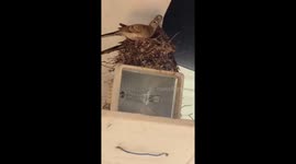 Dove birds built a nest right on an electric lamp outside a house in Thailand.