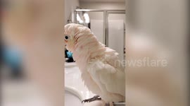 Cockatoo loves to bop along to the likes of Kate Bush, Vengaboys and even METALLICA