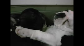 dogs snore and sleep cuddling sweet moment