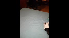 kitten and puppy fight badly, little game