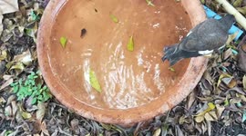 A little myna bird is bathing and splashing water happily in a garden in Thailand.