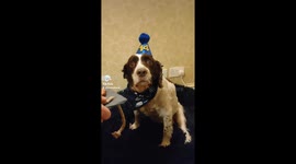 Oscar turns 14 ❤️ celebrating Oscar's birthday, as we do for each birthday and we're known to celebrate half birthdays too. (Tiktok version)