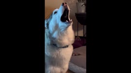 Huskies have very unusual bark that sounds like a scream