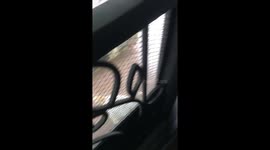 My little kitten learns how to ask for food, mimicking her mommy cat