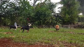 Cute puppies are scared to meet the rooster for the first time