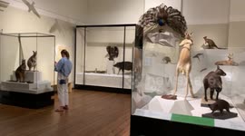 Funny taxidermie of lémurien, wait for the last moment to see his face.