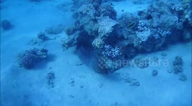 Giant Moray Eels with mouth full of sharp teeth. Snorkeling at Jaz Hotel group, Marsa Alam,  Egypt