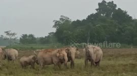 Herd of elephants stray in open field in northeastern India
