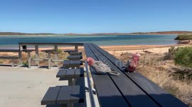 Two wild parrots were filmed in Francois Peron National Park, Western Australia