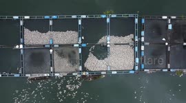 Heavy rain and strong winds provoke death of hundreds of tons of farm-raised fish in Indonesia