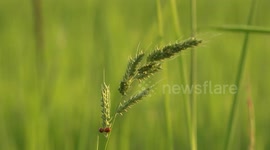 Lady birds on grass seeds in a paddy field in Thailand appear to play hide and seek.