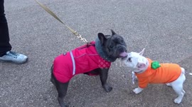 Cute little Frenchie makes friends with another French Bulldog in a London park