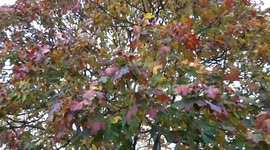 Londoners enjoy picturesque autumn park in Kensington