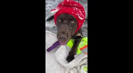 Meet Benny a Labrador Retriever who wears his favourite red knitted hat to sled dog training and is not afraid to be different