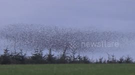 Stunning starling murmuration at Rough Tor, near Camelford in Cornwall