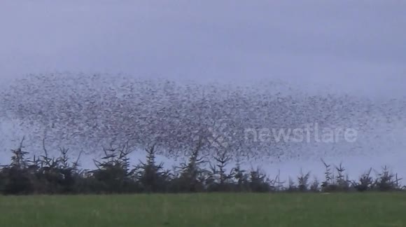 Stunning starling murmuration at Rough Tor, near Camelford in Cornwall