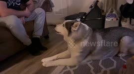 Husky sounds like he says 'I love you' as he howls at owner