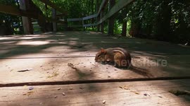 Chipmunks eating seeds on boardwalk and switching places.
