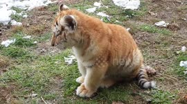 King has havey eyes and is getting very sleep.