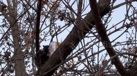 Black squirrel attacks gray squirrel after black squirrel drops garbage with food crumbs it was eating and gray squirrel steals it.