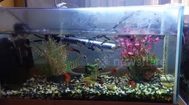 Tropical fishes :)