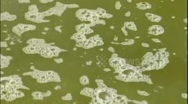 Sea turns green and stinky may be due to algal blooms in India