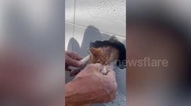 Kitten trapped inside wall rescued by kind neighbour who smashes through concrete