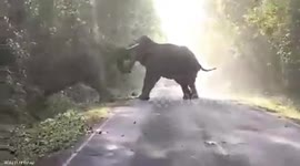 Male elephants clash on road during mating season in Thailand