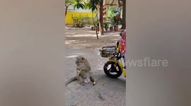 Cheeky wild monkey steals banana from grandmother's scooter basket