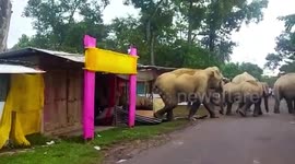 Elephants stray in middle of road in northeastern india