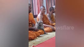 Calm wild monkey meditates beside praying monks in Thailand