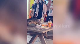 Huge wild monitor lizard eats students' leftovers on picnic table in Thailand