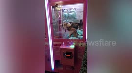 Curious stray cat becomes stuck in arcade claw machine