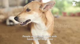 Indian woman opens rescue centre for senior, disabled and abandoned dogs