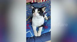 Adorable mutant cat born with four ears baffles pet owner in Thailand