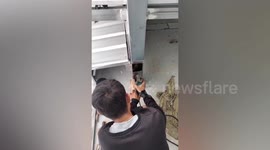 Resident uses circular saw to cut through steel beam to reach bird stuck inside